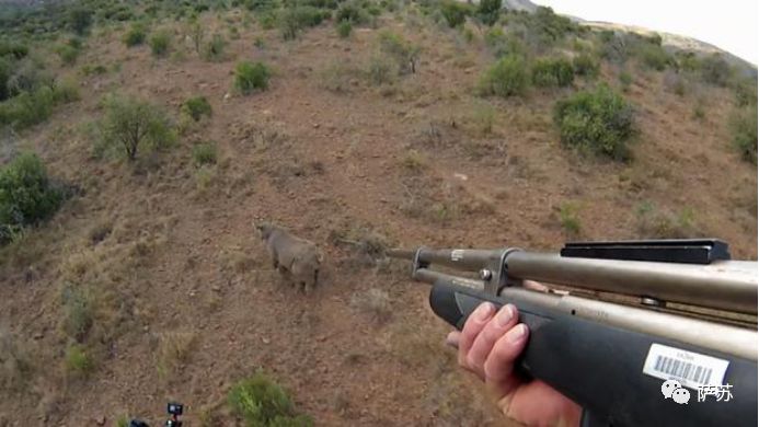 四脚倒挂吊上天运800英里？人类这般虐犀牛，背后的原因听了心酸