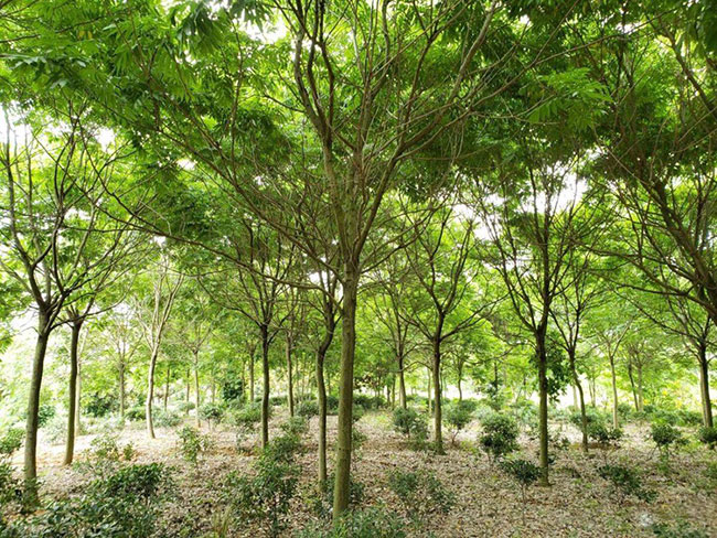 栾树虫害怎么治,栾树虫害的防治方法