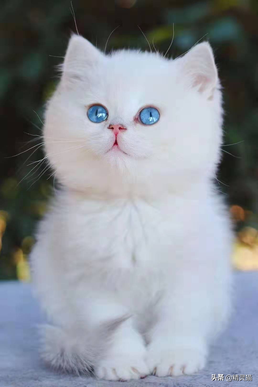 给猫咪买猫粮怎么看配方,猫粮不懂怎么选品牌