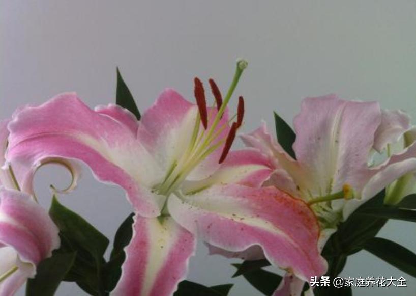 新手种花最怕什么,新手种植什么百合最好