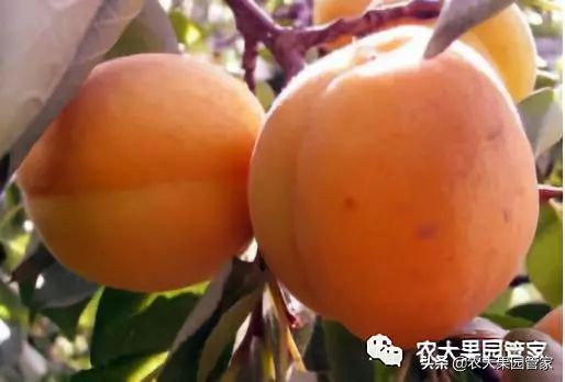 种植新品种果树苗一手货源,各种新品种果树苗木一手货源