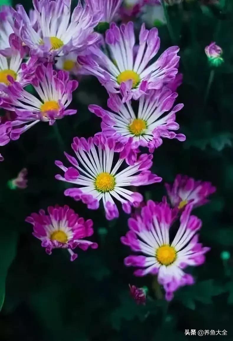 一至十二月的花期,12月到2月份的花期