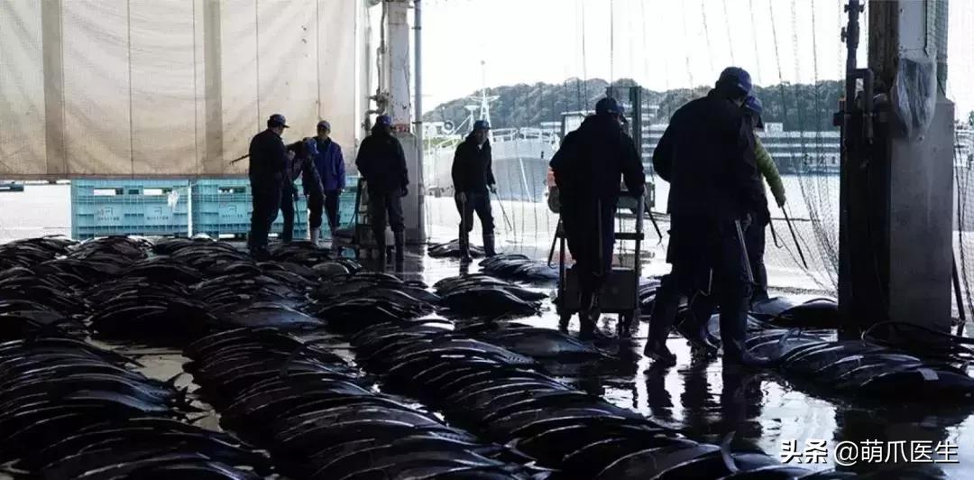 猫咪天天跑去喂鱼,猫咪不吃东西喝汤能喝饱吗