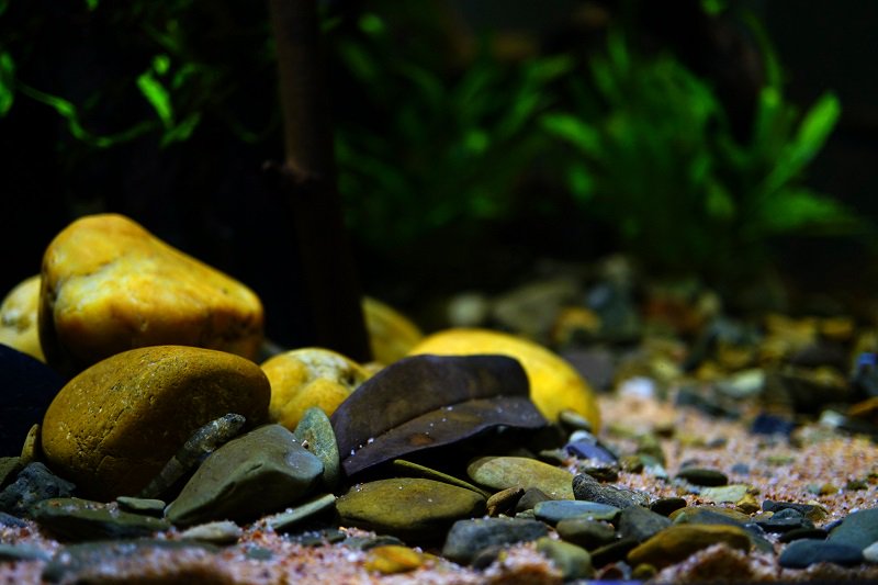 南美水族论坛推荐,南美水草造景论坛