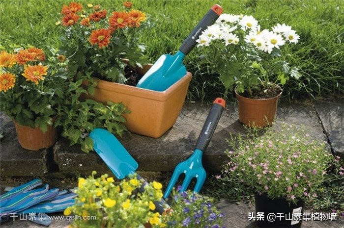 园艺康复疗法介绍,园艺疗法的现状
