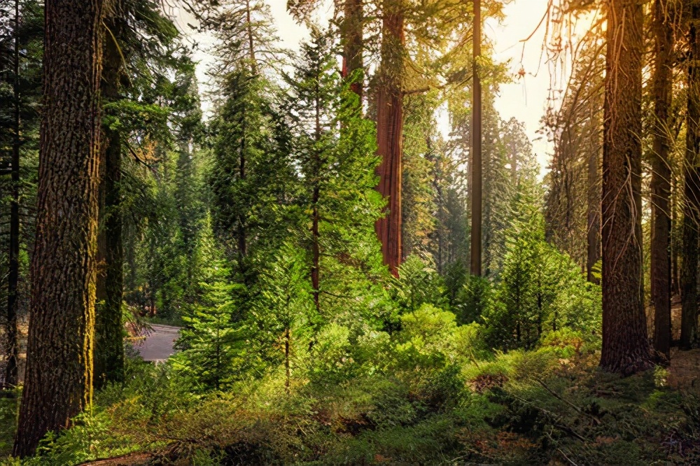 哪里的森林破坏最严重,8个破坏森林资源问题严重地区