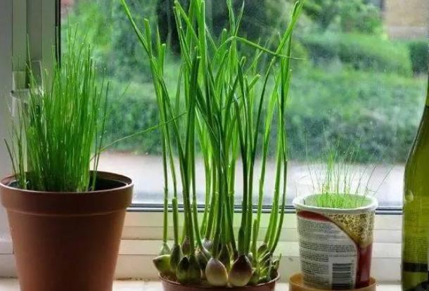 已经长出小芽的大蒜怎么办,长了芽的蒜怎么处理