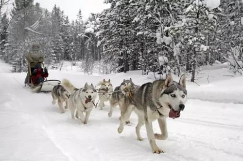 中药也能治狗病?哈士奇预防皮肤病,铲屎官应该懂的4点常识