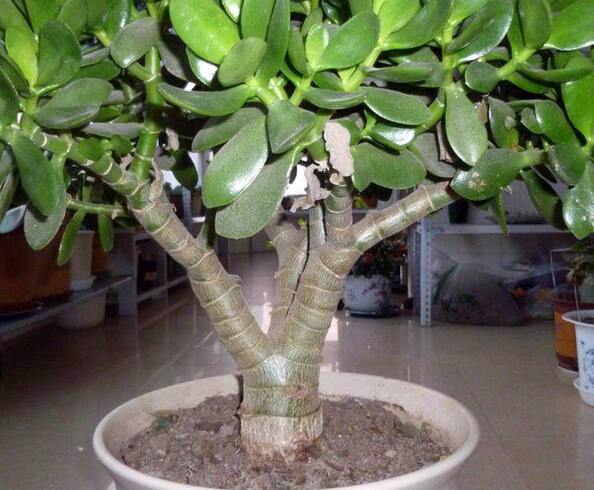 玉树怎么养才能长得快叶子翠绿,玉树光照太强叶片发软怎么补救