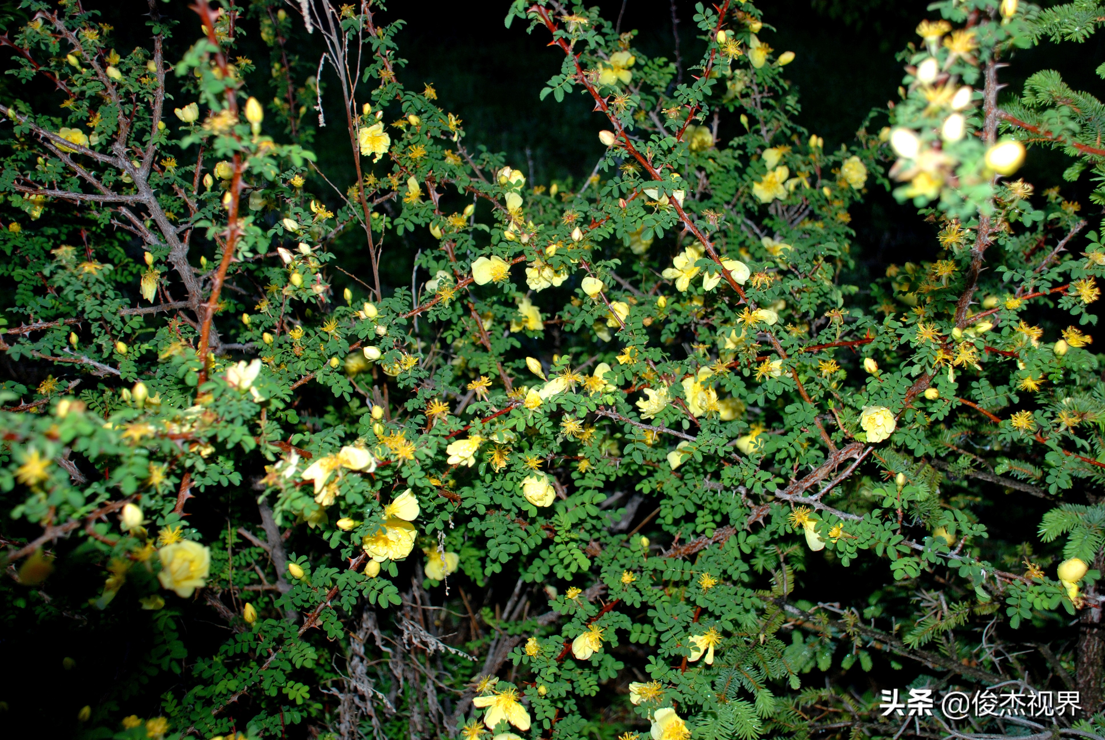 夜游遇见黄玫瑰（原创）