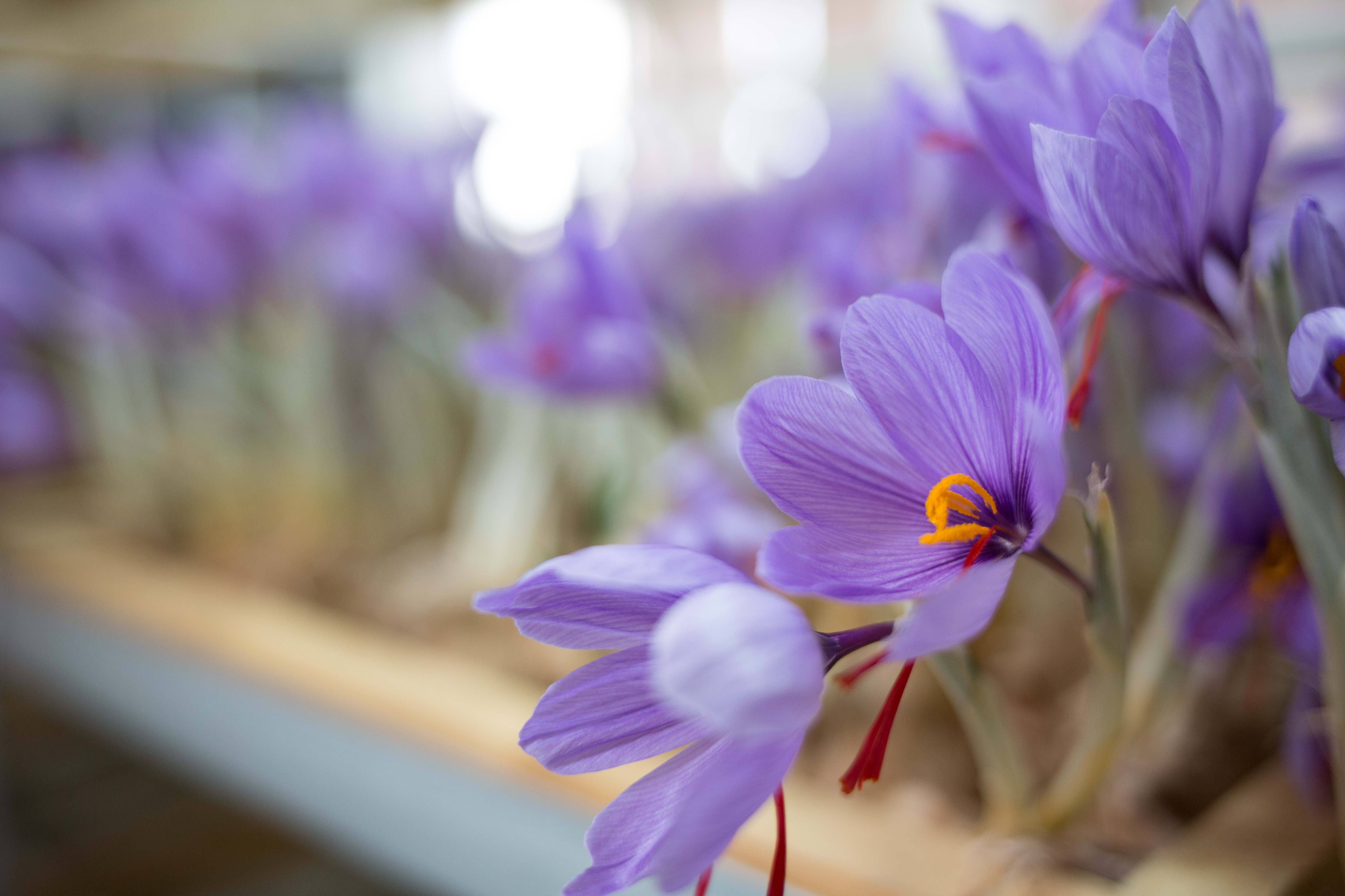 藏红花花朵功效与作用,藏红花的功效与作用藏红花的用法