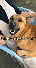 狗狗知道主人怀孕后的反应动画,主人怀孕后狗狗的反应哈士奇