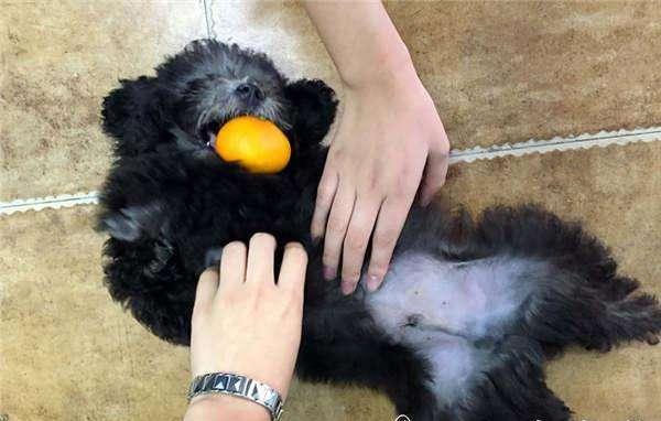 贵宾犬可以活到几年,贵宾犬狗的寿命大概是多久