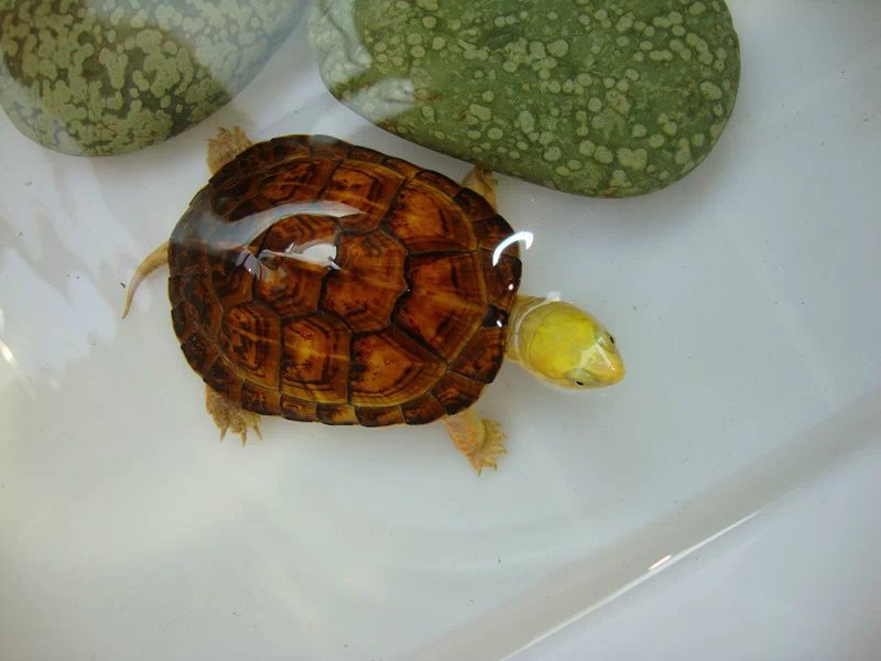 龟心依旧,黄喉拟水龟怎么养更好看