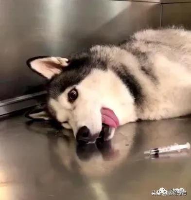 哈士奇粘鼠板,粘鼠板粘哈士奇