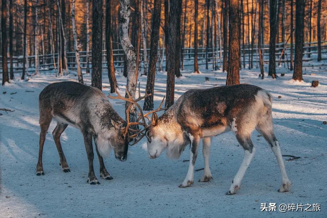 初雪旅游,初雪适合游玩的地方