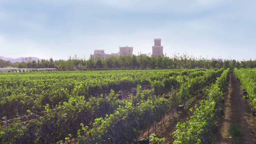 王炸!这一波下来,烟台打出“4个二带俩王”