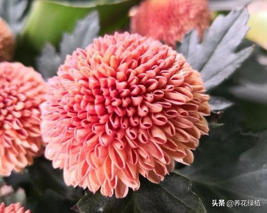 菊花开过花之后怎么修剪,盆栽菊花怎样修剪及修剪时间