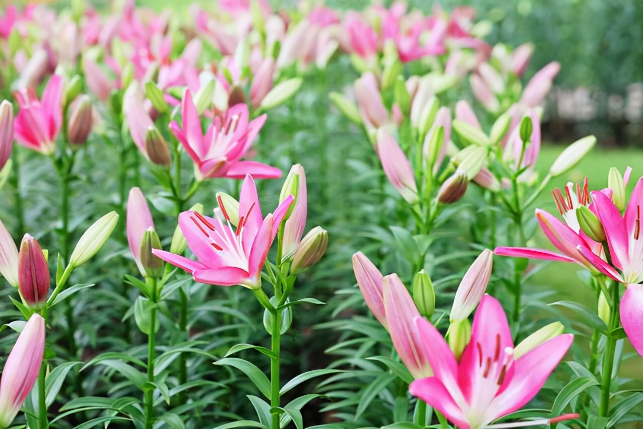 如何选择家中花卉植物盆栽,家庭常见的盆栽花卉的养护与管理