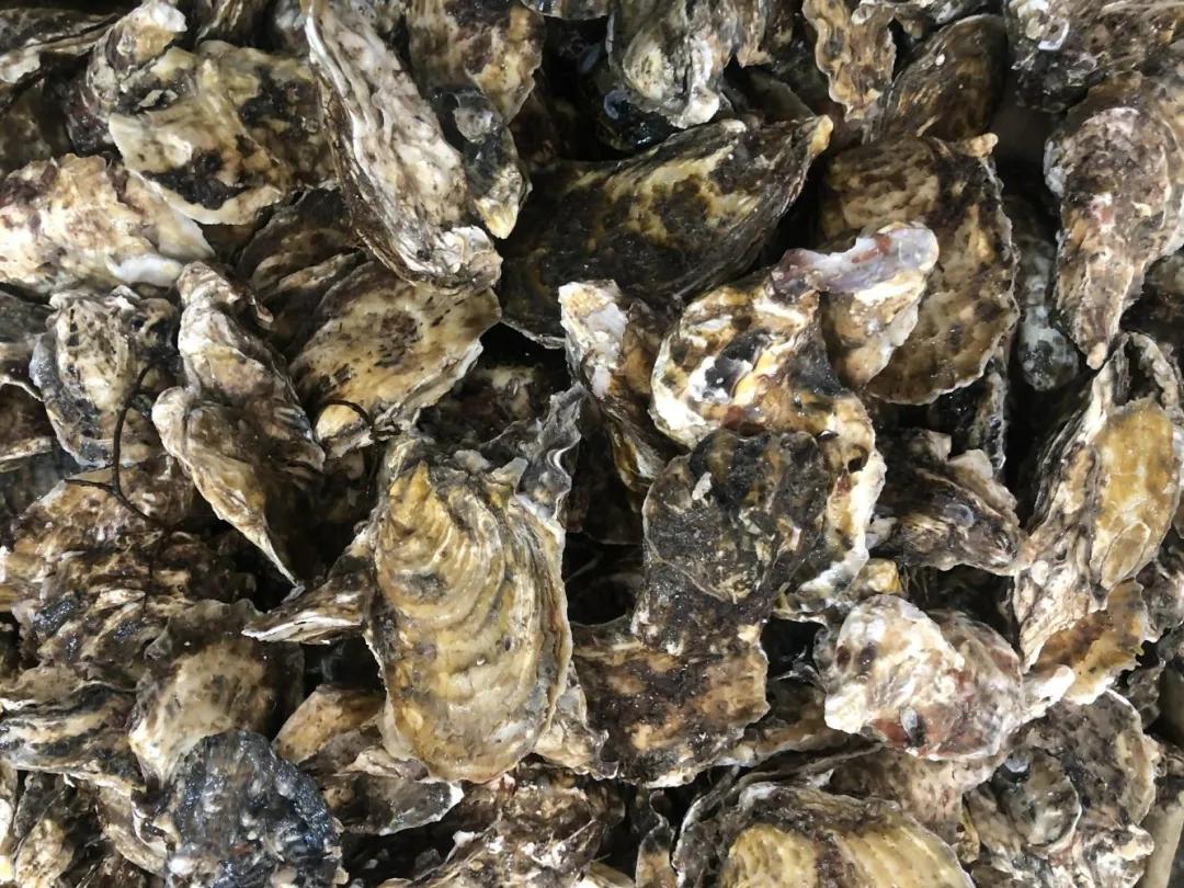 威海100元一斤的海鲜,六月份威海海鲜价格