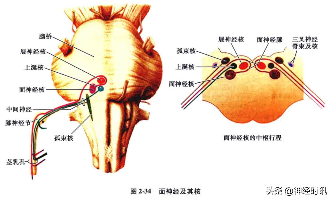 脑干解剖,脑干神经解剖