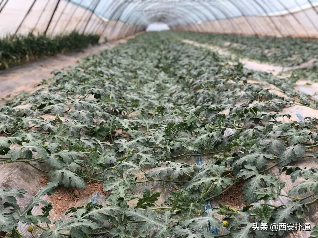 蒲城县好吃的地方推荐晚上,蒲城吃的最多的地方