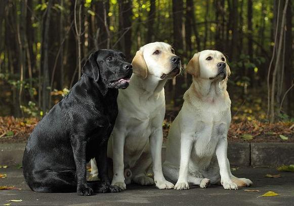 女人养拉布拉多犬好吗,拉布拉多犬怎么养最好