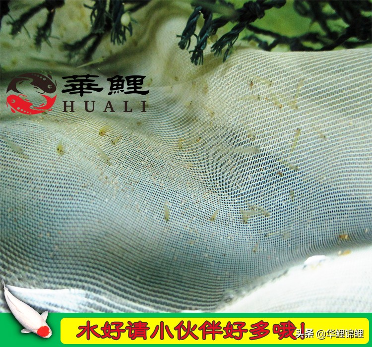 锦鲤水花鱼养殖方法,锦鲤鱼苗水花怎么养