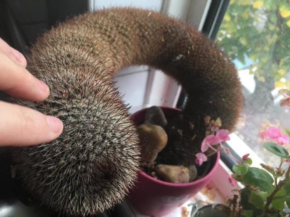 仙人球金刚丸怎么养,猩猩丸仙人球越来越小