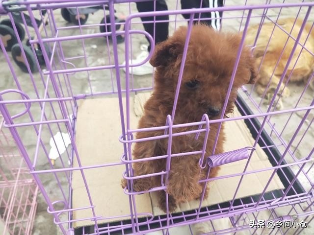 真正的狗市品种,哪里的狗市便宜品种又好种类又多