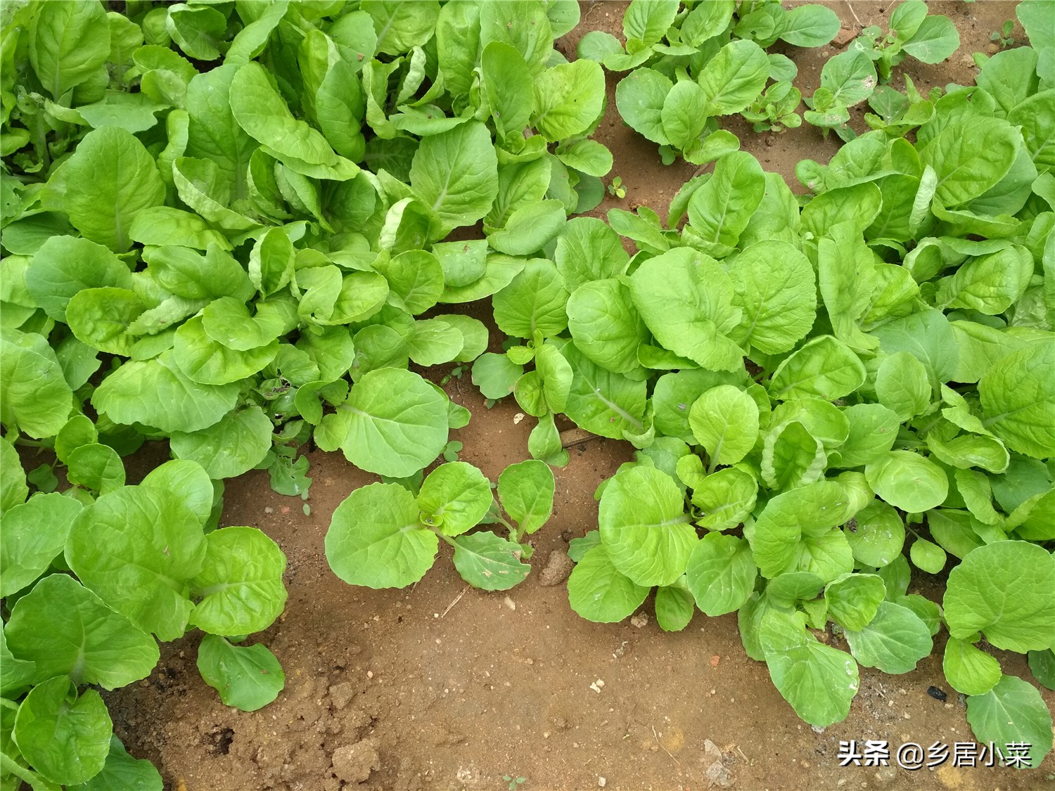 刚移栽的蔬菜怎么管理,种植蔬菜枯萎了怎么补救