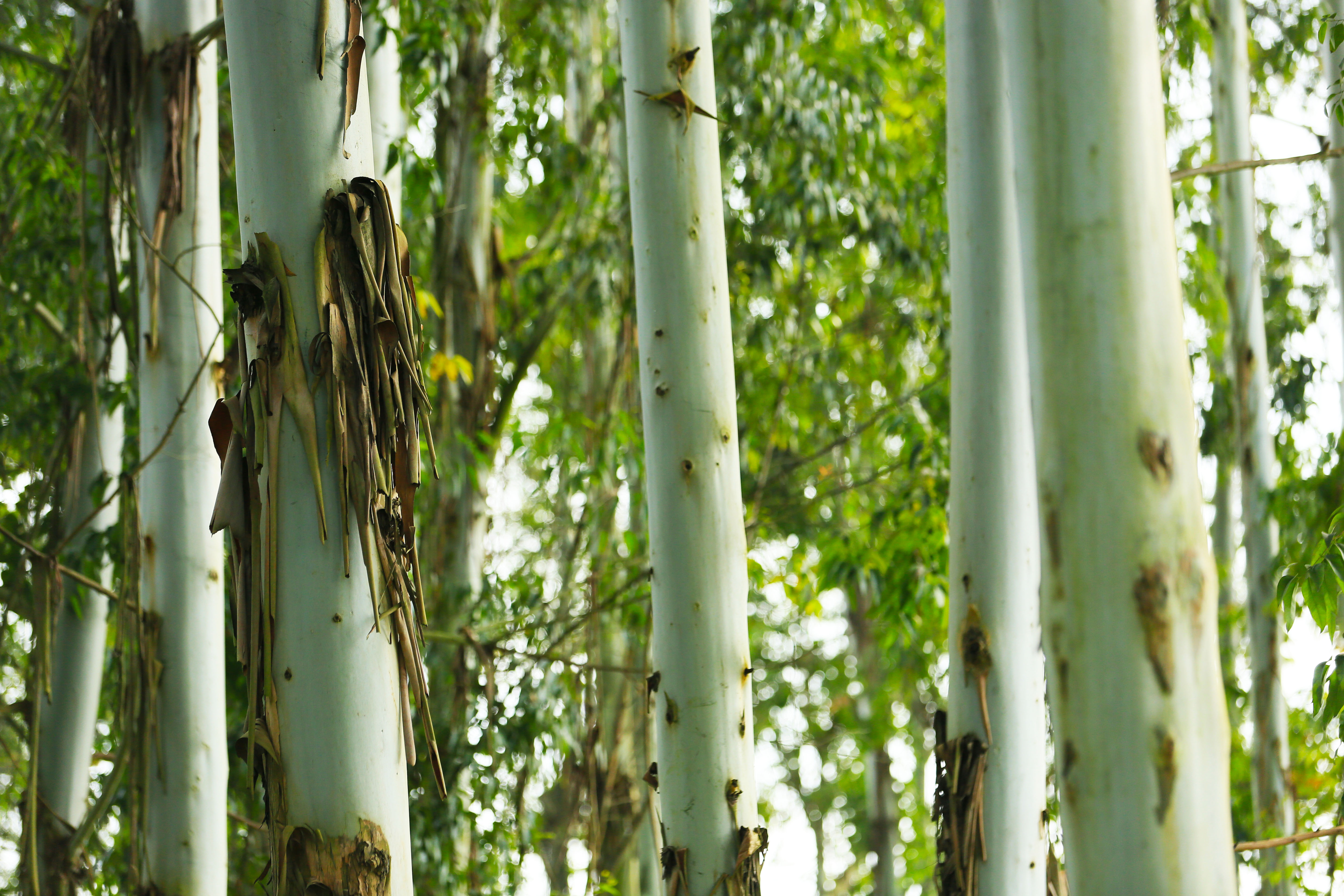 桉树林风景,自然生长的桉树林
