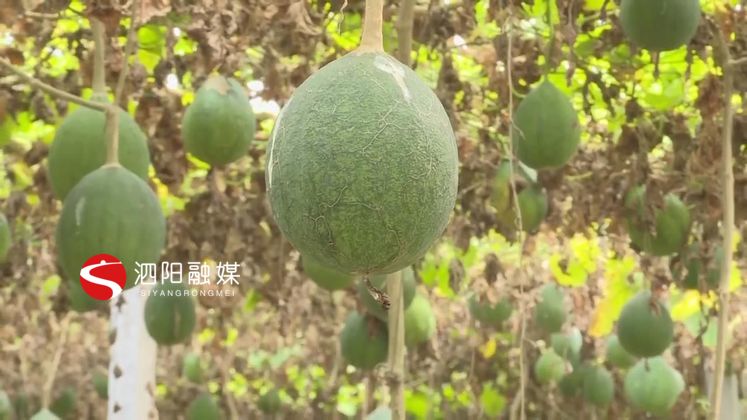 小小瓜蒌致富大产业,泗阳瓜蒌