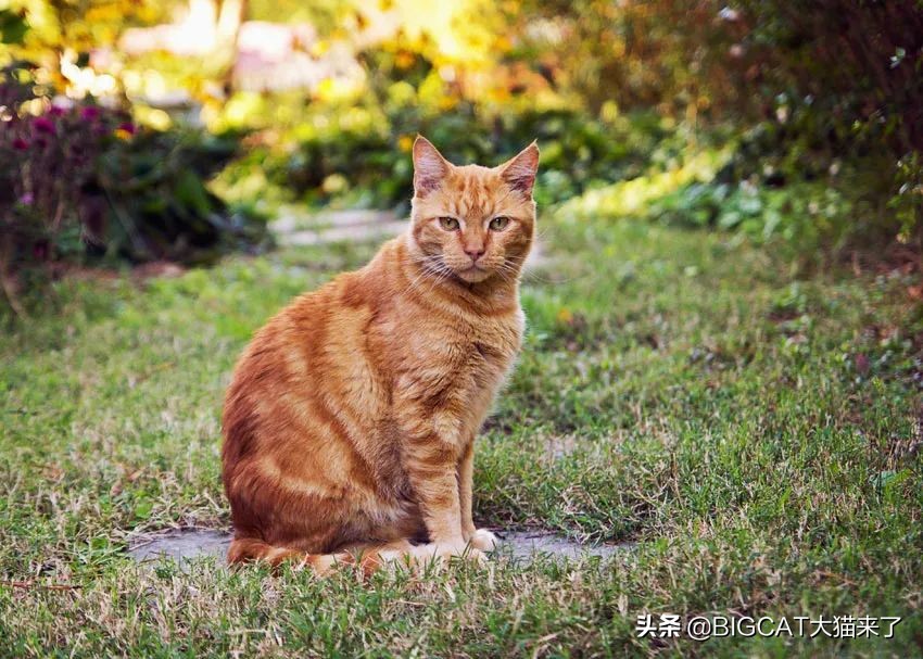 狮子粪便可以吓跑猫?德国一家马戏团出售狮子粪便,卖出2000多罐
