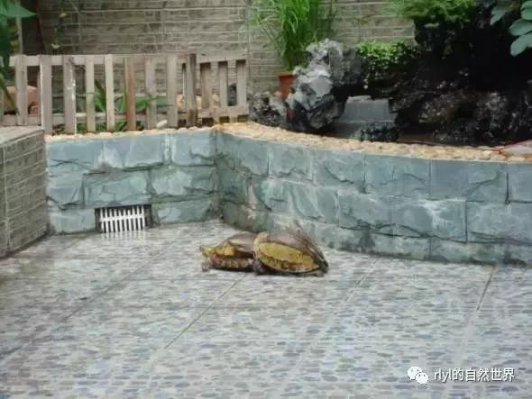 最好养的半水龟排行,半水龟饲养环境简单