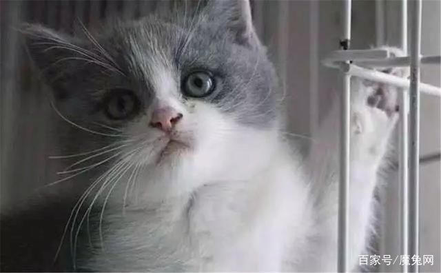 被猫抓了后发烧了怎么办,被宠物猫咬出血了要打狂犬疫苗吗