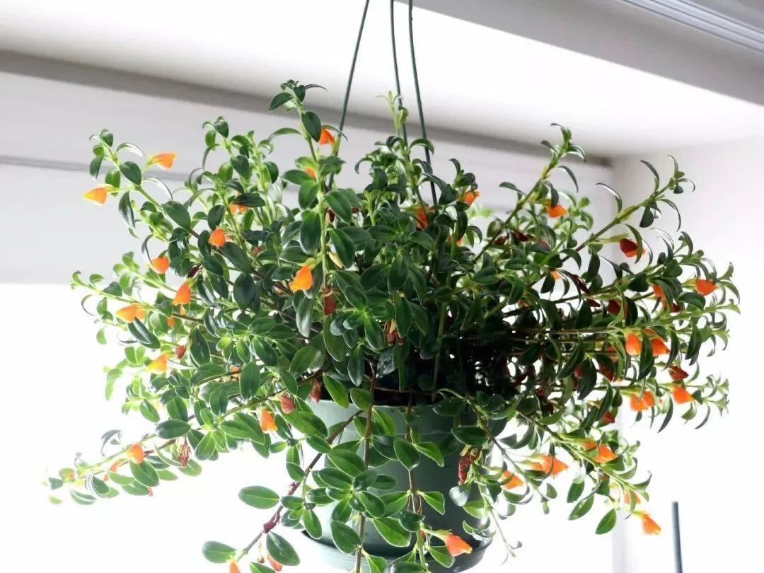 花卉吊兰100种,吊兰绿植盆栽第一名