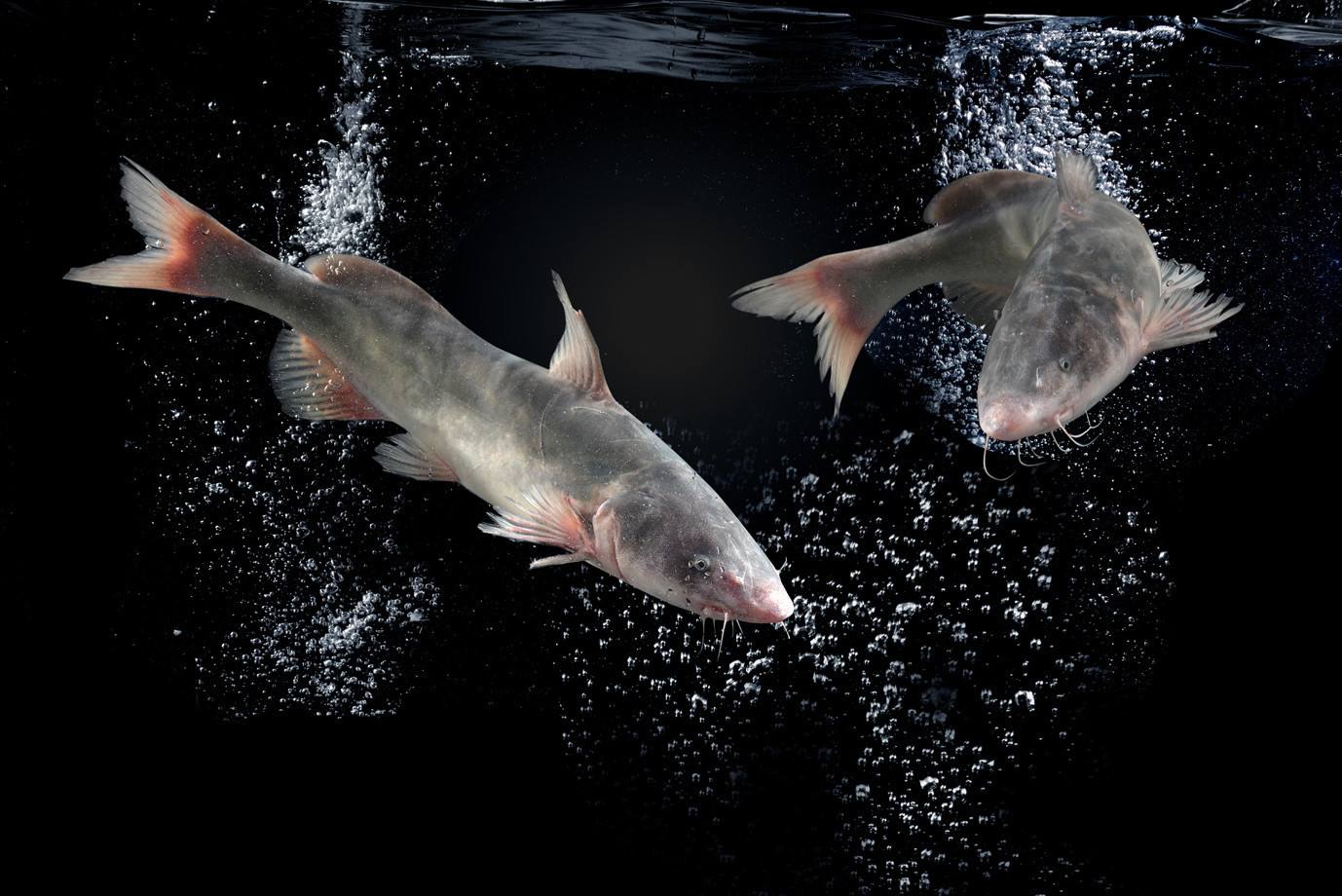 江团适合在什么水面上钓,江团钓技