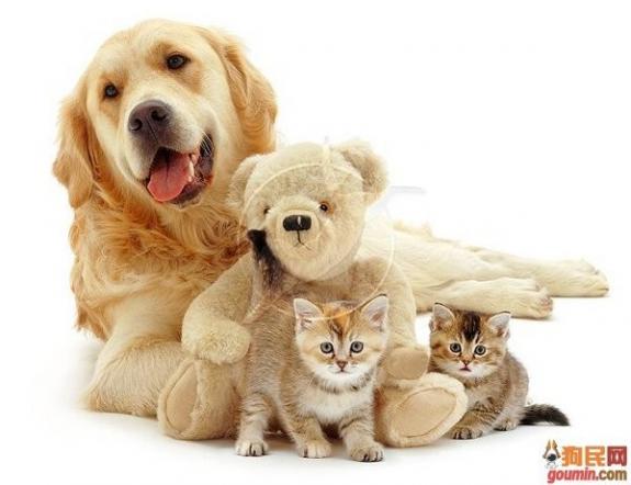 狗狗大全,送给喜欢狗的人）