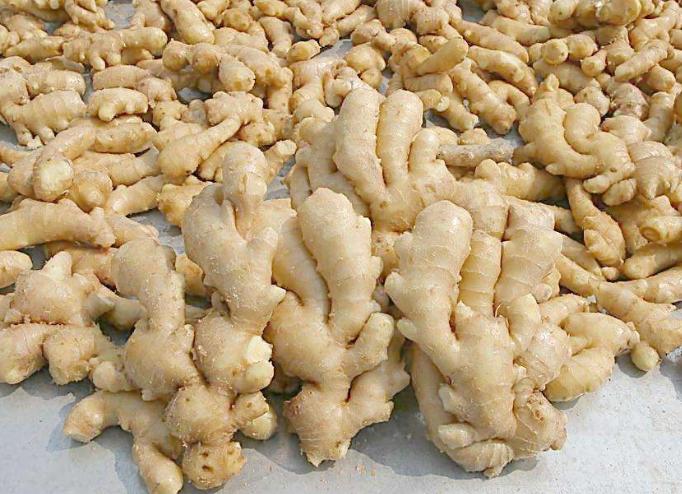 生姜新品种及种植技术有哪些,生姜种植技术生姜采收保存技术