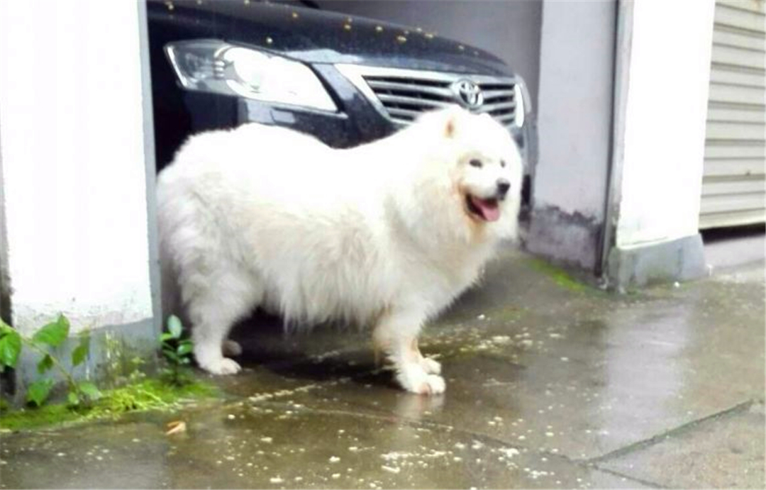 主人挑选牵引绳时出纰漏，萨摩耶出门后挣脱，注意三个正确方法！