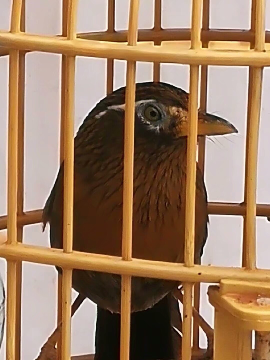 画眉打斗前要注意什么,画眉斗鸟胜负技巧