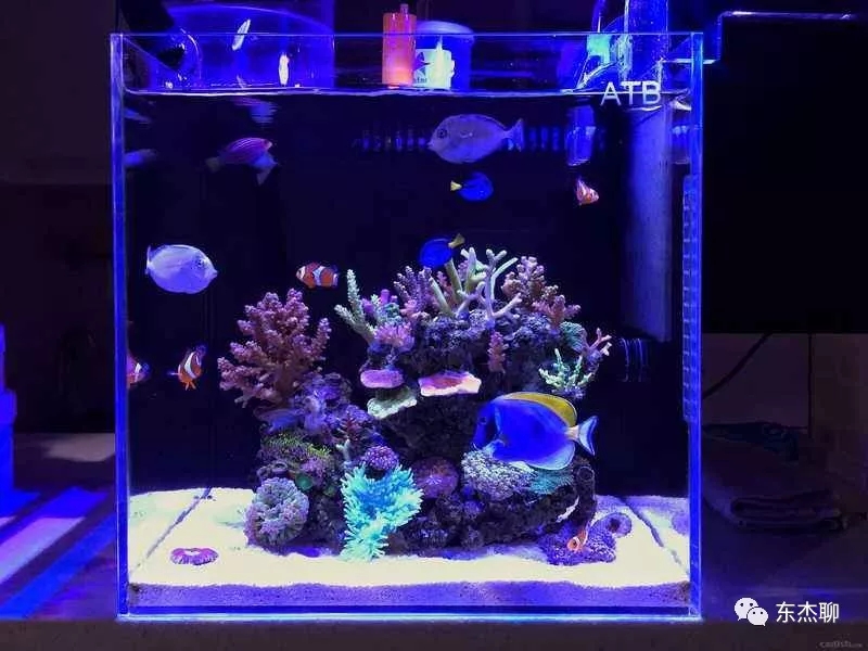 养珊瑚缸最佳过滤材料有几种,珊瑚海缸过滤