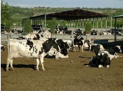 经济动物怎么饲养,饲养哪些动物可以赚钱