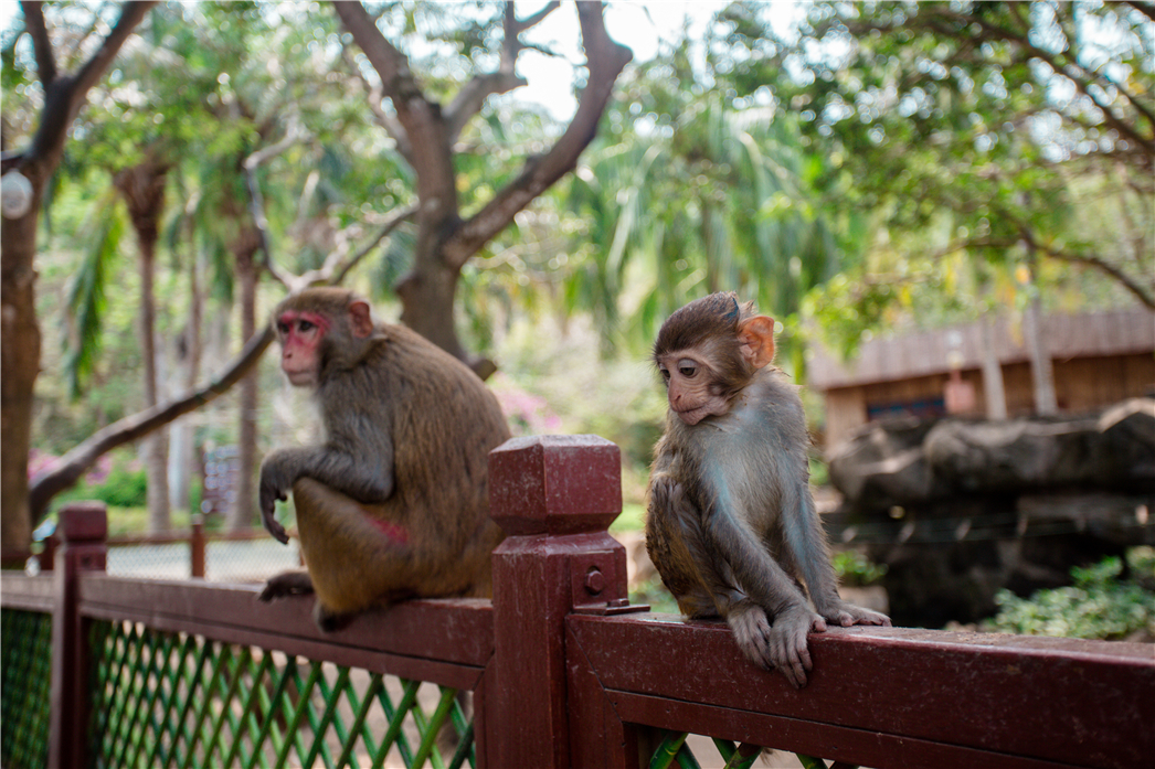 海南必玩猴岛与呆呆丨看萌呆猕猴，呆呆岛发呆