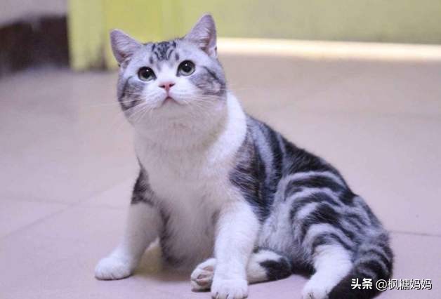 怎样让调皮的猫咪变得听话,如何让家猫变乖