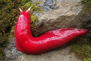 堪比国宝存在的蛞蝓，一种只剩60只，另一种可以改善土壤