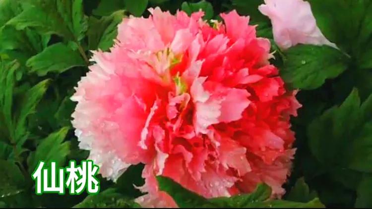 雍容华贵的国之牡丹惊艳了世界,美丽富贵的国花洛阳牡丹