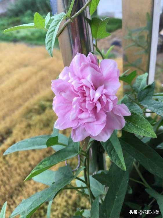 四季开花又耐寒的爬藤植物有哪些,好养的户外爬藤花卉植物有哪些