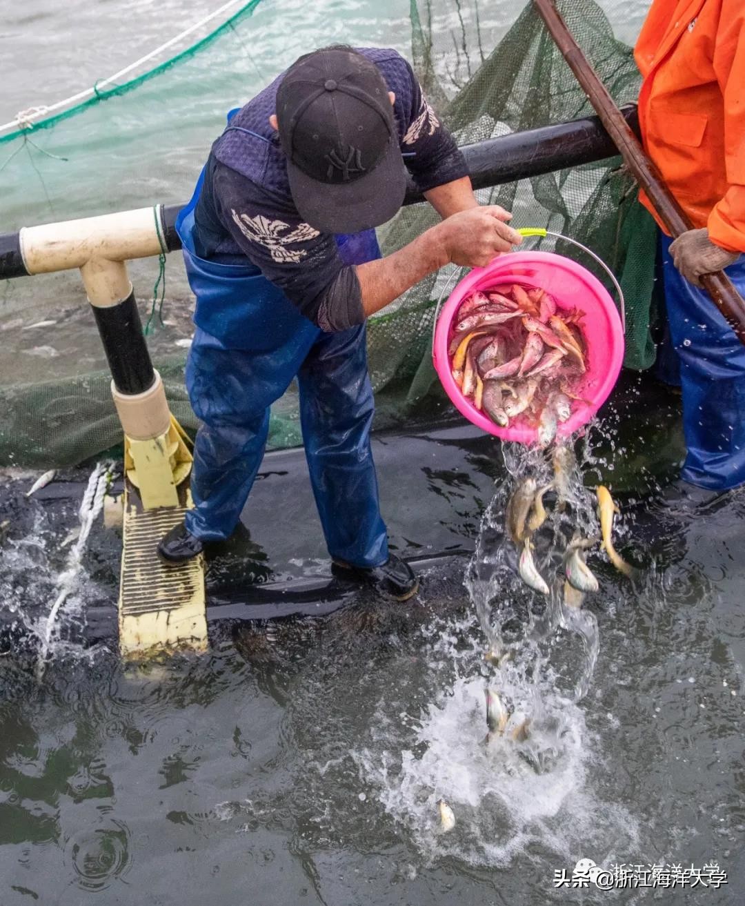 《浙江日报》深读｜大黄鱼：“王者”归来的传奇